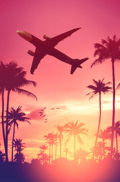 istock Airplane flying over tropical palm tree and birds on sunset sky abstract background. 1180604546
