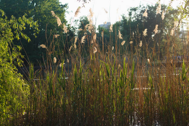 istock Flowering cane growing on lake in sunlight 1180607248