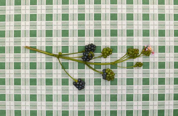 Close up of Lantana Camara Berries (black ripe are safe to eat, unripe green or partially green are toxic) on plaid table cloth
