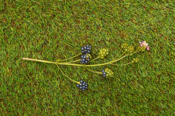 Close up of Lantana Camara Berries (black ripe are safe to eat, unripe green or partially green are toxic) on grass