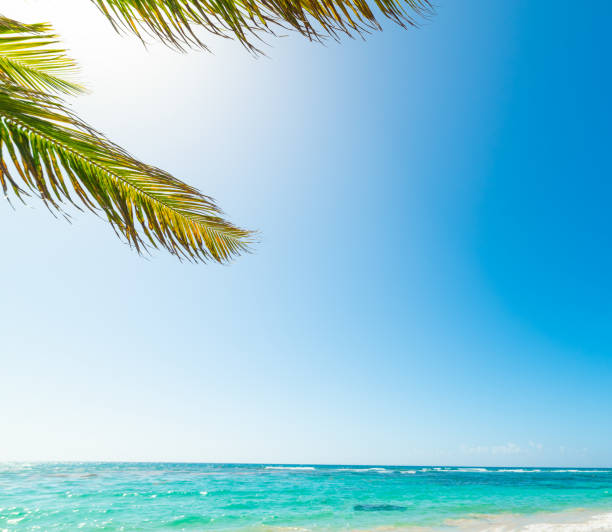 Palm tree and turquoise water in beautiful Raisins Clairs beach in Guadeloupe, French west indies. Lesser Antilles, Caribbean sea