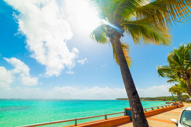 Palm trees in Sainte Anne seafront in Guadeloupe, French west indies. Lesser Antilles, Caribbean sea