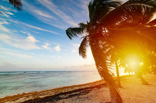 istock Sunset in Wood Jolan beach in Guadeloupe 1180609901