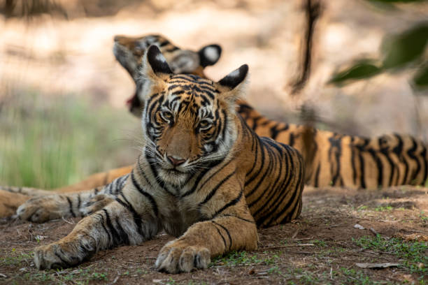 istock tiger cub headshot or head shot - panthera tigris 1180610009