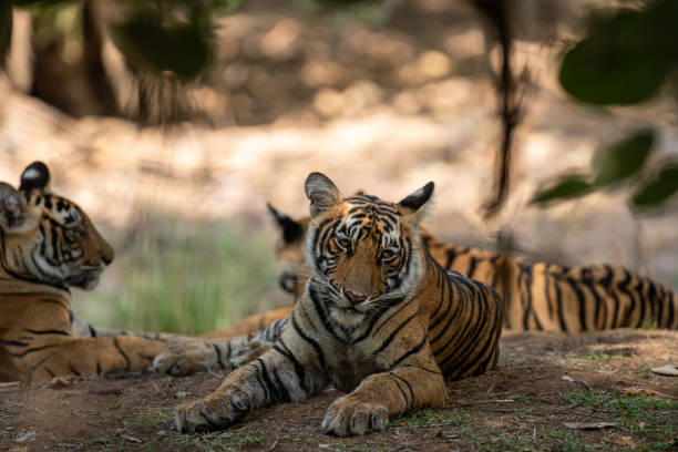 istock tiger cub headshot or head shot - panthera tigris 1180610011