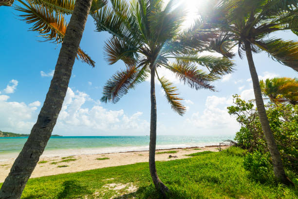 istock Pointe de la Saline beach in Guadeloupe 1180610103