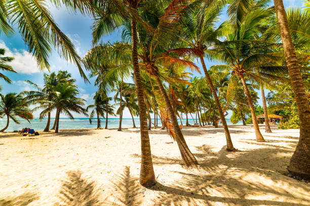 istock Palm trees in Bois jolan beach in Guadeloupe 1180610301