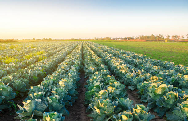 istock Cabbage plantations in the sunset light. Growing organic vegetables. Eco-friendly products. Agriculture and farming. Plantation cultivation. Selective focus 1180610643