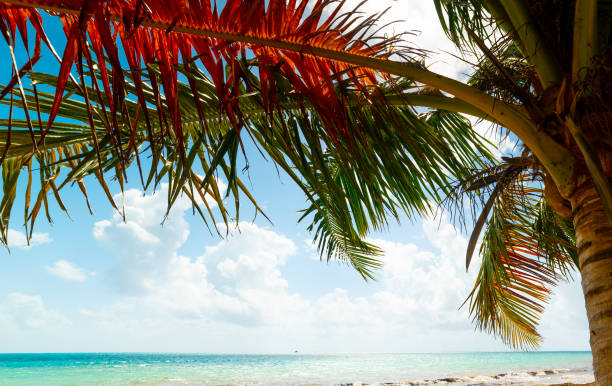 istock Palms and turquoise water in Pointe de la Saline beach 1180611390