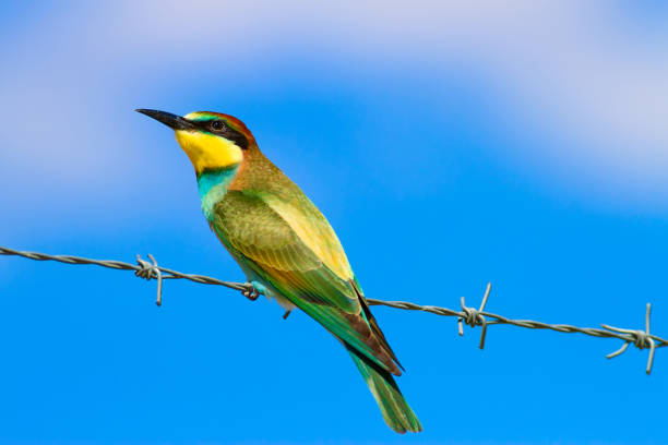 istock Colorful bird. Green nature background. Bird: European Bee eater. Merops apiaster. 1180611589