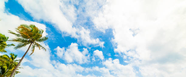 istock Palm trees under a cloudy sky in Guadeloupe 1180611679