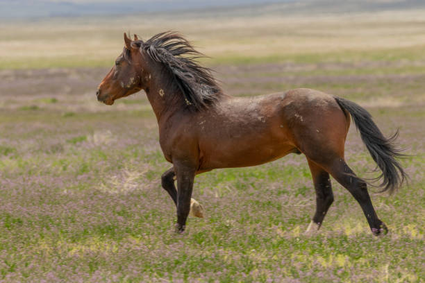 istock Wild Horse in the Utah Desert 1180611890