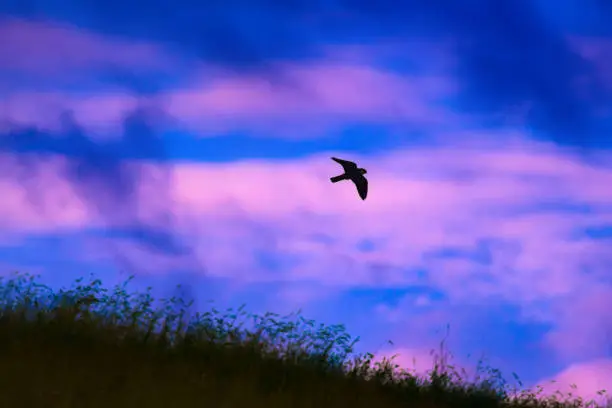 Photo of Peregrine Falcon. Sunset nature background. Bird: Peregrine Falcon. Falco peregrinus.