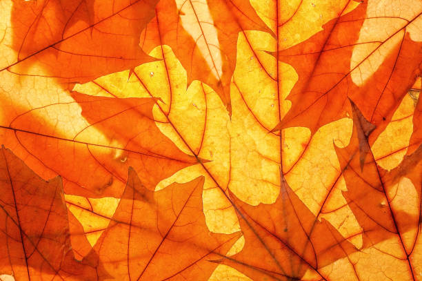 istock Autumn leaves on clearance. Studio photo, top view large. 1180614838