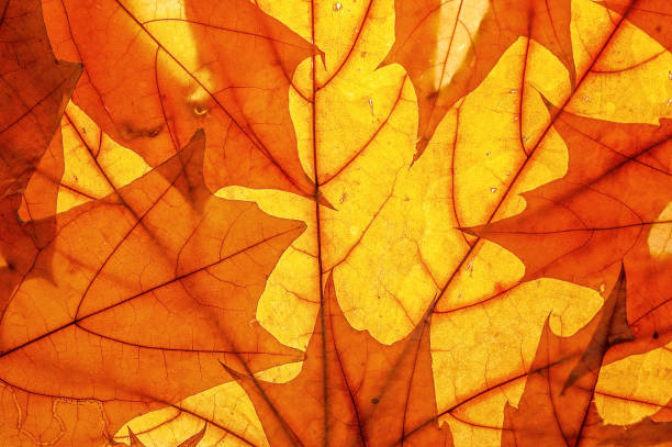 istock Autumn leaves on clearance. Studio photo, top view large. 1180615111