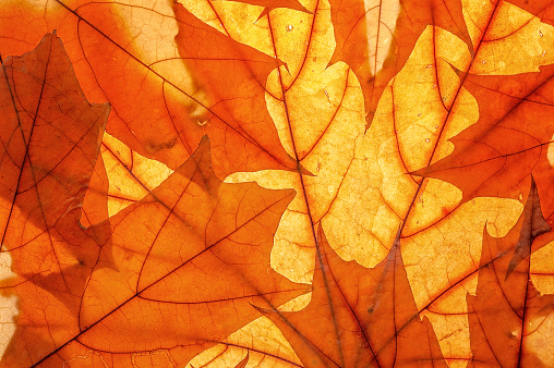 Yellow autumn leaves background