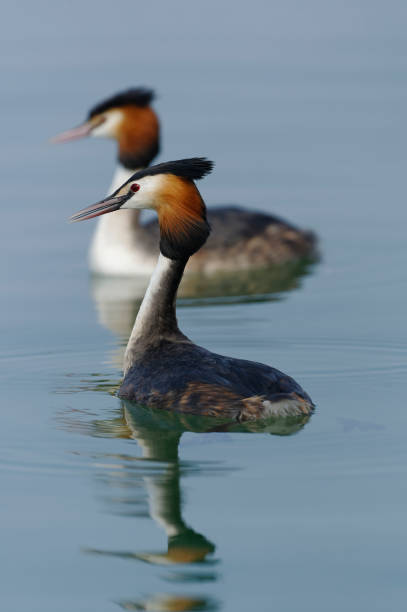 Great crested grebe (Podiceps cristatus) Great crested grebe (Podiceps cristatus) great crested grebe stock pictures, royalty-free photos & images