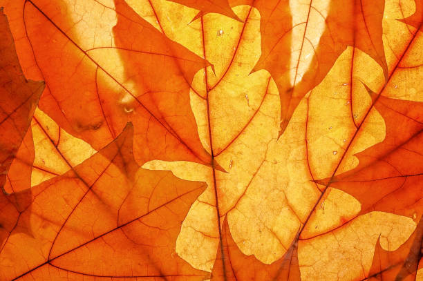 istock Autumn leaves on clearance. Studio photo, top view large. 1180615359