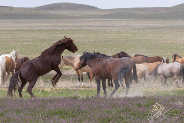 istock Wild Horse Stallions Fighting 1180615531