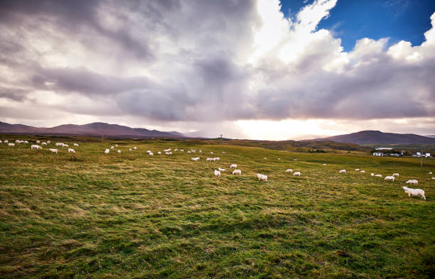 Scottish landscape with sheep, a dramatic sky with a rain shower in the backgroud