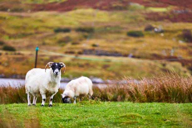 Cloudy day of Isle of Skye Scotland ,UK