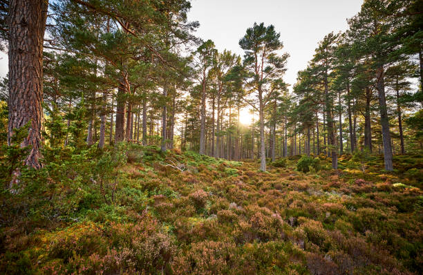 istock Woodland scene at autumn, Pine Forest, during sunset 1180616809