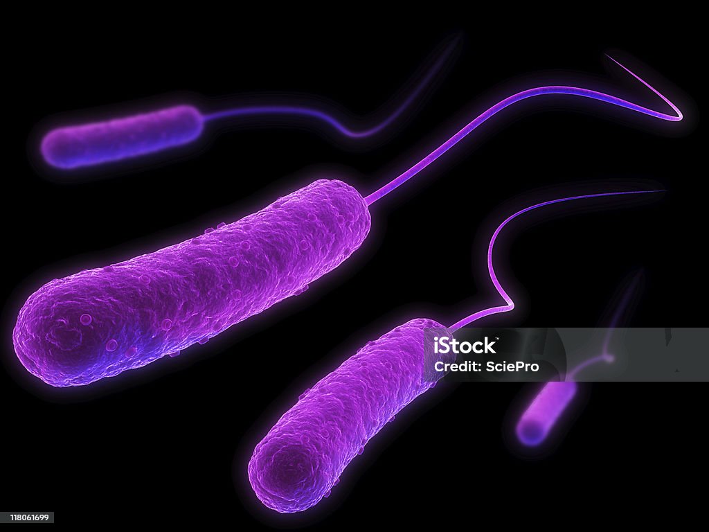 Eschericia coli - Photo de Agent pathogène libre de droits