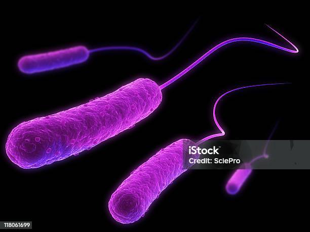 E Coli - zdjęcia stockowe i więcej obrazów Bakteria - Bakteria, Biologia - Nauka, Choroba