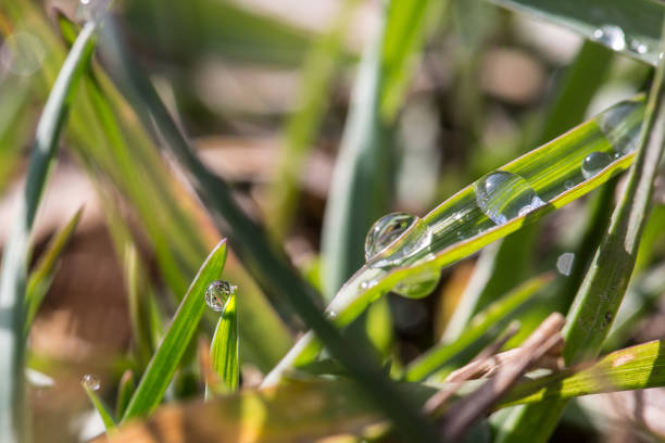 istock Water droplets in the morning grass 1180617497