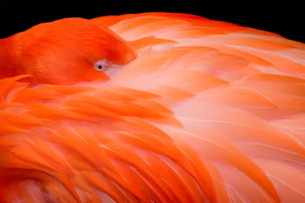 Photo of Flamingo on black background