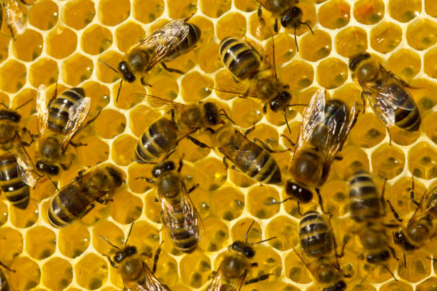 arbeit junger bienen im bienenstock - worker bees stock-fotos und bilder