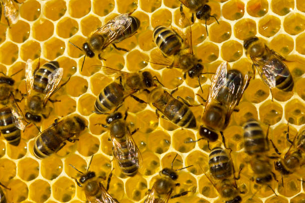 istock Work of young bees inside the hive 1180618807