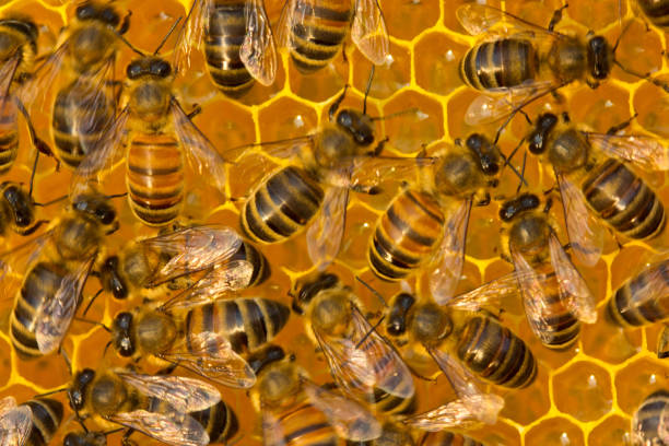 istock Work of young bees inside the hive 1180618845