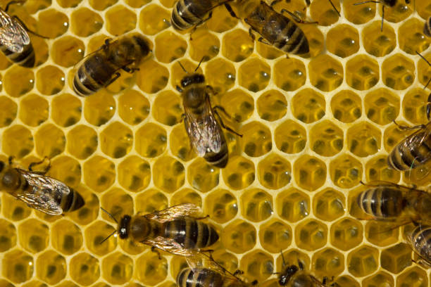 istock Work of young bees inside the hive 1180618870