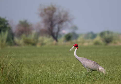 Sarus Crane bird on wetland and green bushes