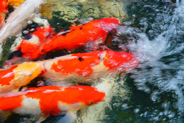 istock Carp swimming in the pool 1180619334