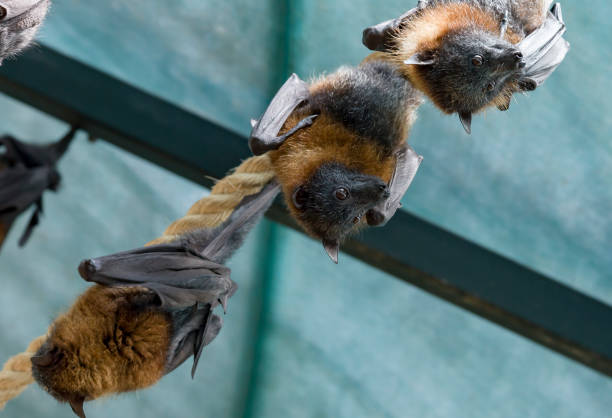 istock Flying foxes in the wild on the 1180620006