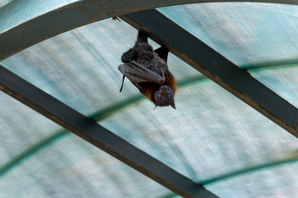 istock Flying foxes in the wild on the 1180620082