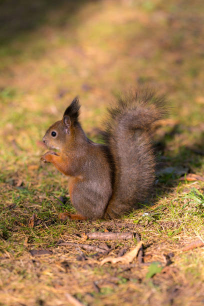 istock portrait of a squirrel on the ground 1180620145