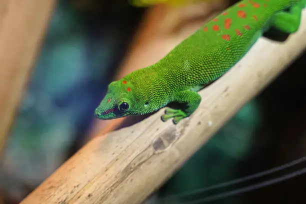 Photo of Colorful Green lizard on branch of tree