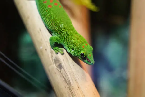 Photo of Colorful Green lizard on branch of tree