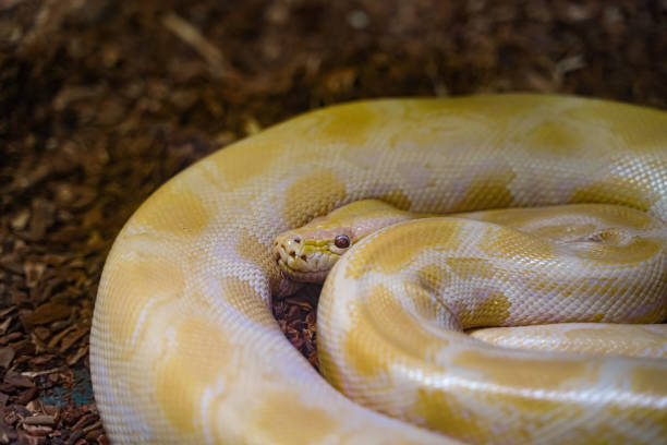 sonnenschein der albino burmese python - royal python stock-fotos und bilder