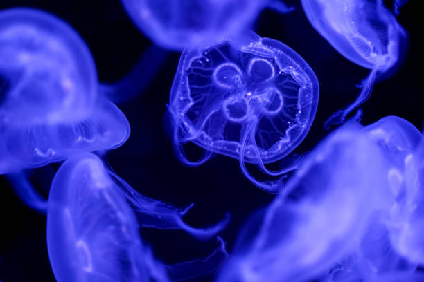istock Moon Jellyfish black background underwater 1180621442