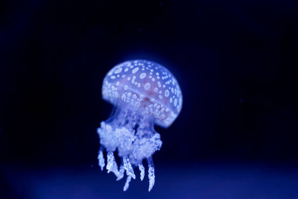istock Spot Jellyfish black background underwater 1180621477