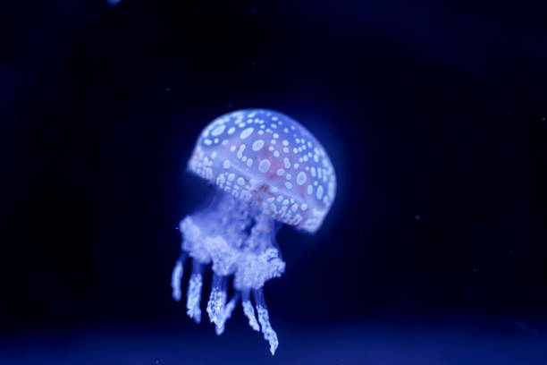 istock Spot Jellyfish black background underwater 1180621518