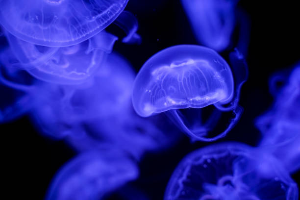 istock Moon Jellyfish black background underwater 1180621563