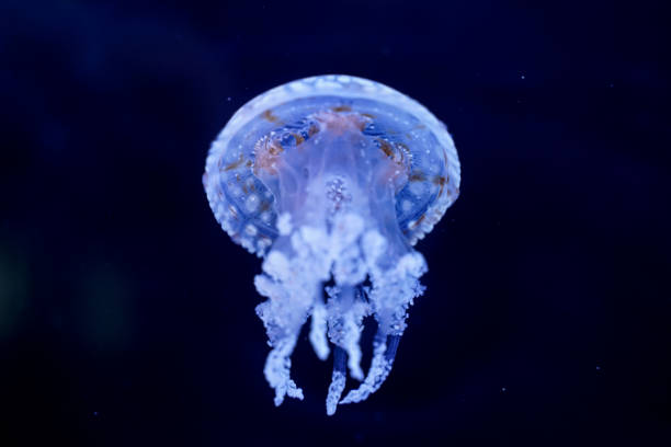 istock Spot Jellyfish black background underwater 1180621604