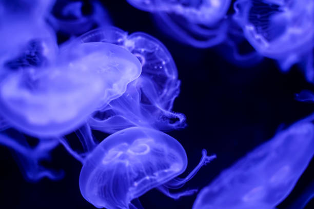 istock Moon Jellyfish black background underwater 1180621612