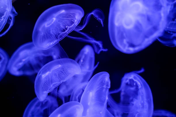 istock Spot Jellyfish black background underwater 1180621626