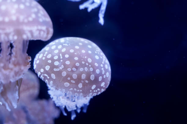 istock Spot Jellyfish black background underwater 1180621636